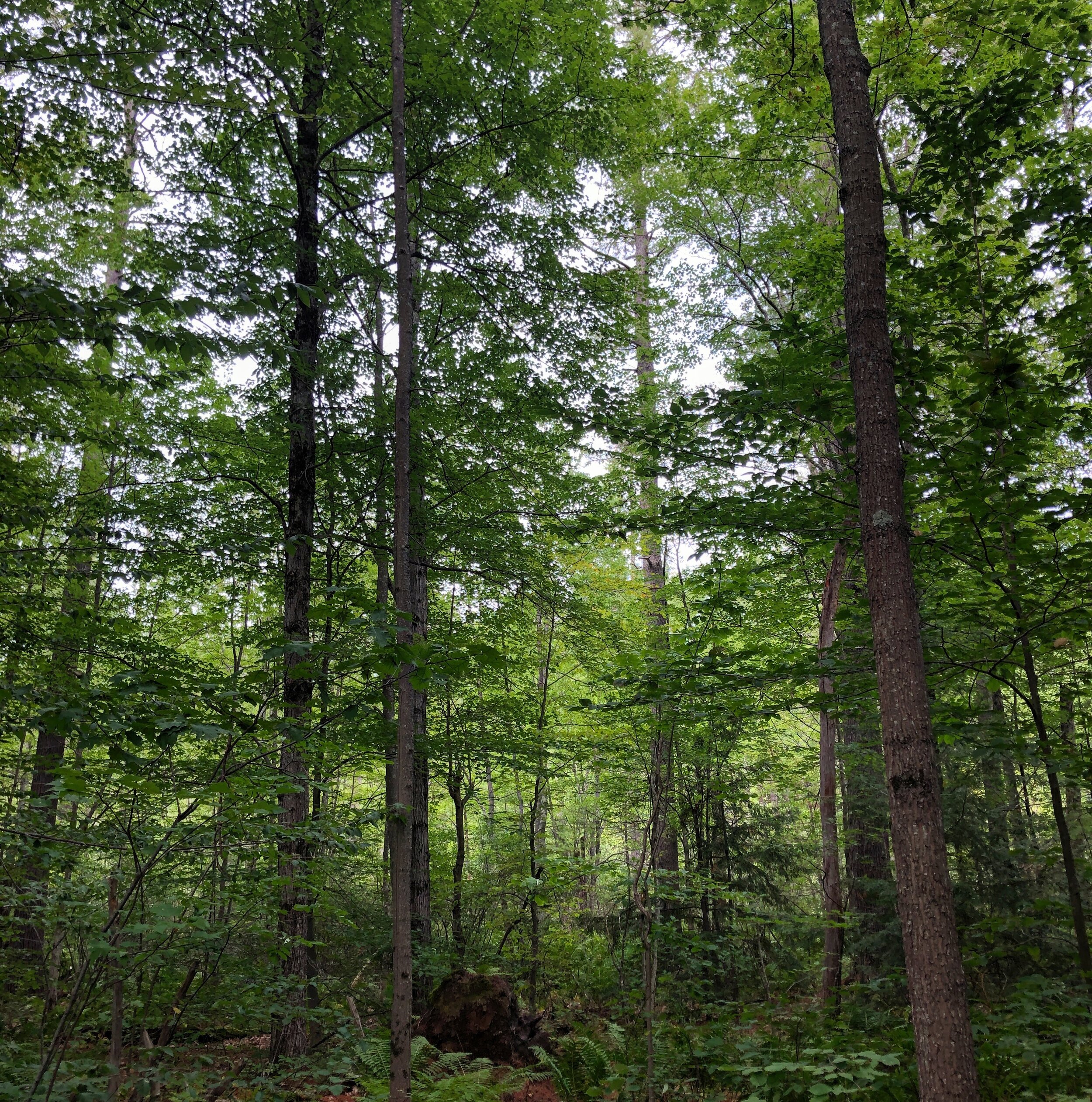 Via Scott K Smith, Hancock, NH: TempleFest 2019 “Forest”