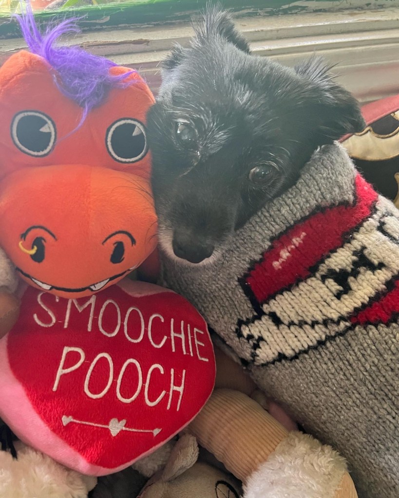 Our Trixie, at home being cute. :)