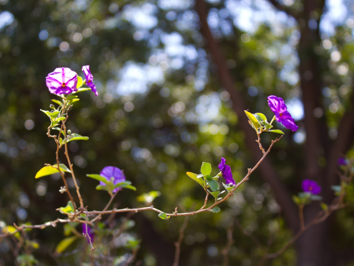 Summer Reiki Sign up – Austin and&nbsp;Online